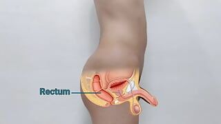 Nude real man anatomy anatomy _ two videos of human penis anatomy and testicular self examination (Danieltp2002)