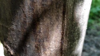 Cumshot on ‘cum here’ tree , showing cum close up and piss at a cruising area